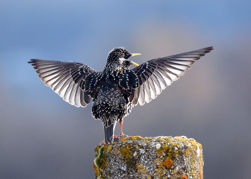 Il canto dello storno, Sturnus vulgaris